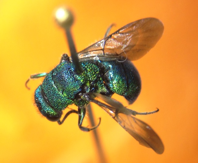 Cuckoo Wasps: Nature’s Femme Fatale