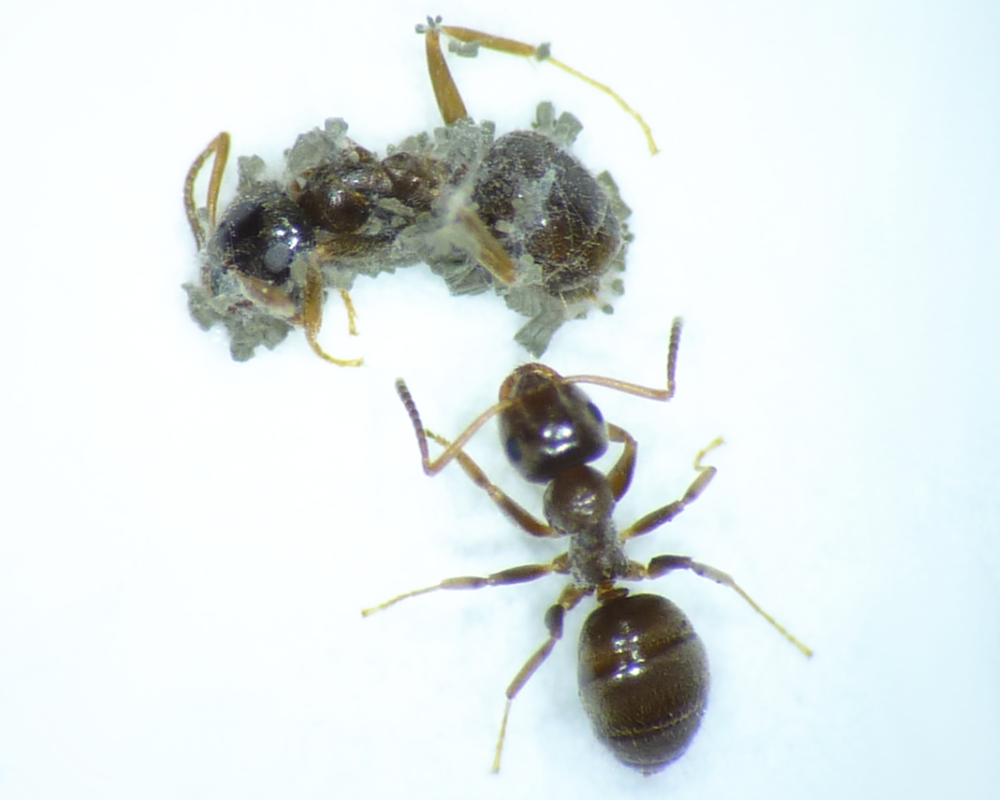 Are Sick Ants Smarter than Sick People?